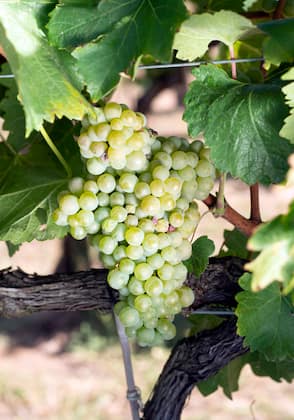 Variedad de uva Treixadura