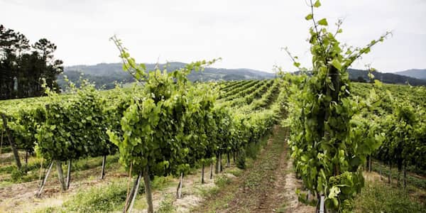 Viñedo de las Rías Baixas