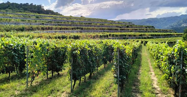 Viñedos en Ribeiro